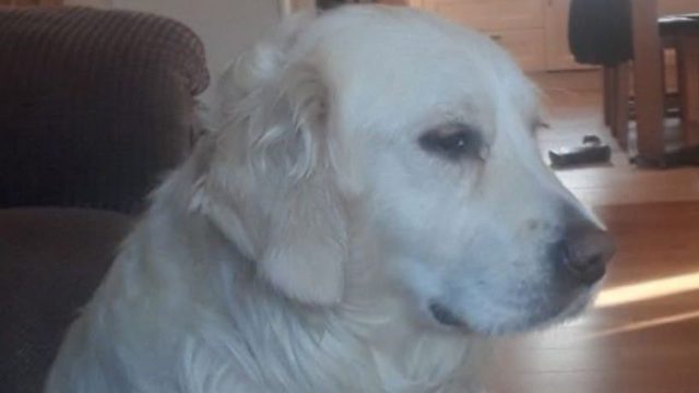 Community Rallies to Find Beloved Dog Missing in Creeslough