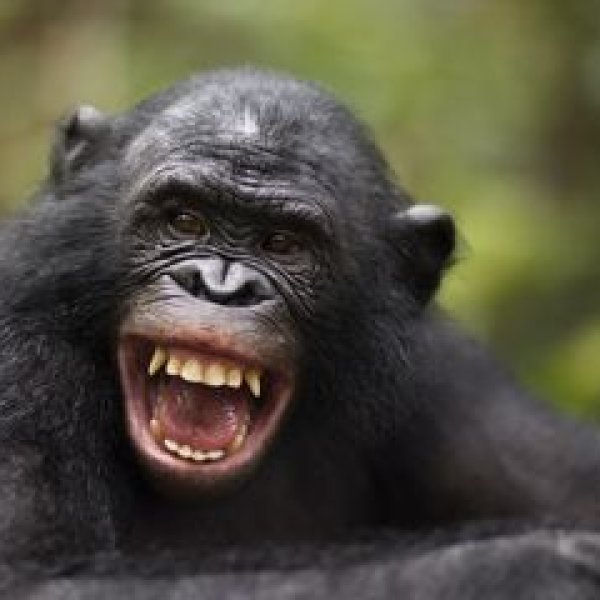 Exploring the Evolution of Laughter: Insights from Apes and Humans